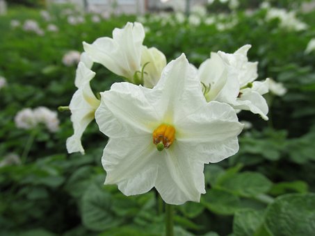 70以上の無料じゃがいもの花 花画像