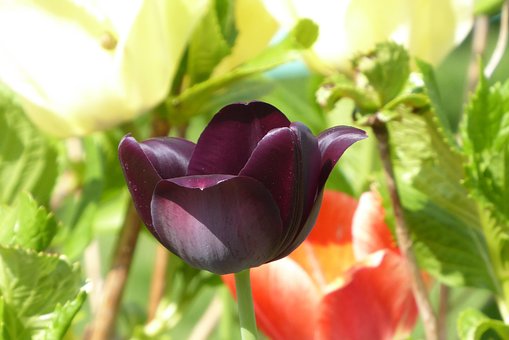 Free Nature Flower Wallpaper photo and picture