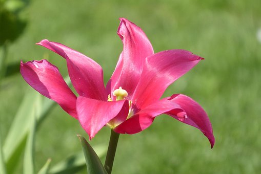 Free Nature Flower Wallpaper photo and picture