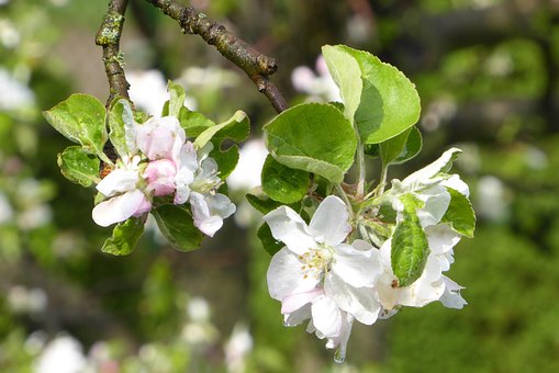 Free Tree Nature photo and picture