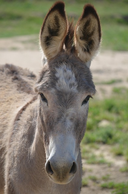 Free Wild Burro Animal photo and picture