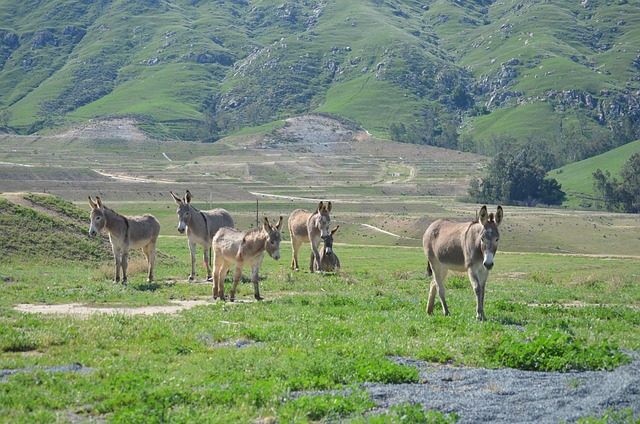 Free Wild Burro Herd photo and picture