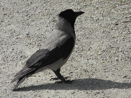 Vogel, Tierwelt, Natur, Tier, Feder