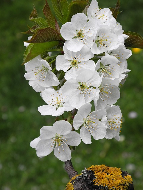 Blume, Pflanze, Natur, Baum, Garten