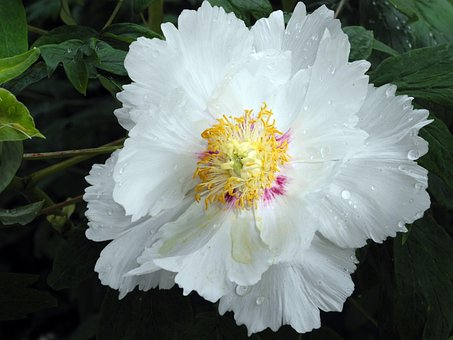 Natur, Pflanze, Blume, Blatt, Sommer