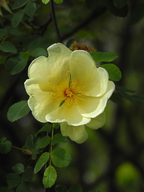 Pflanze, Blume, Natur, Blatt, Garten