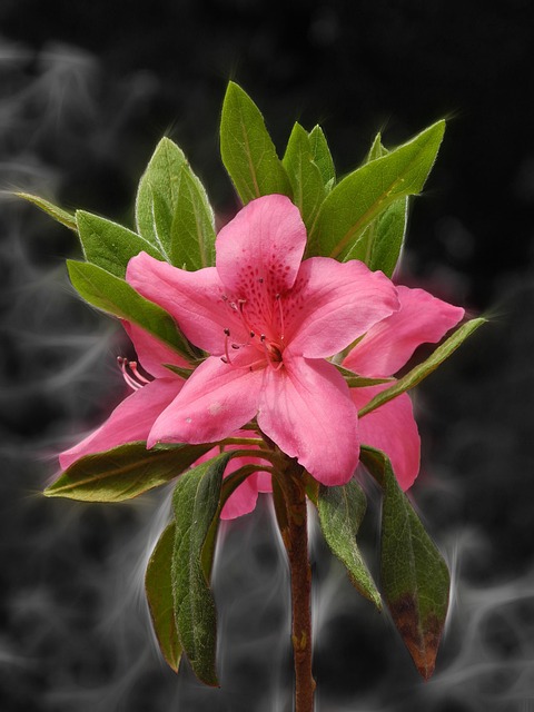Blume, Natur, Pflanze, Blatt, Garten