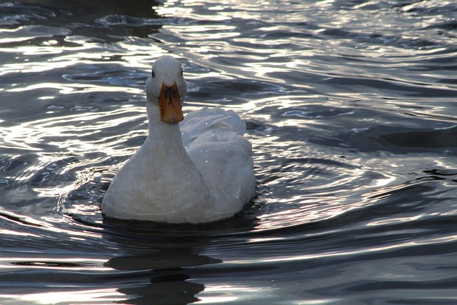 Free Water Bird photo and picture