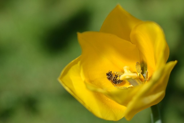 Florescer, Pólen, Abelha, Macro, Detalhe