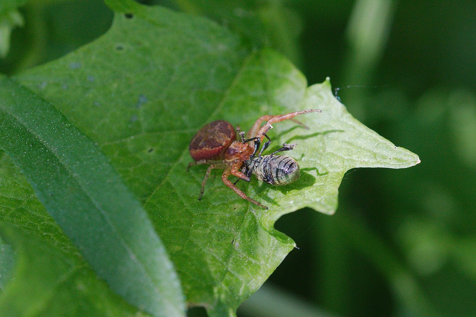 La Nature Insecte Feuille - Photo gratuite sur Pixabay - Pixabay