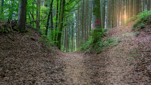 Træ, Natur, Landskab, Blad