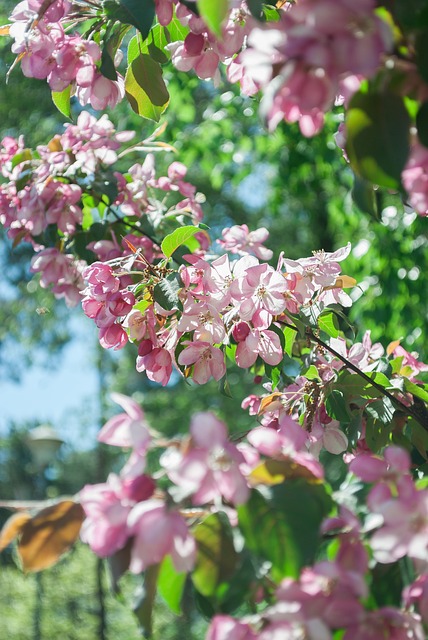Free Flower Plant photo and picture