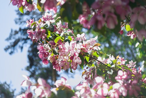 Free Flower Plant photo and picture