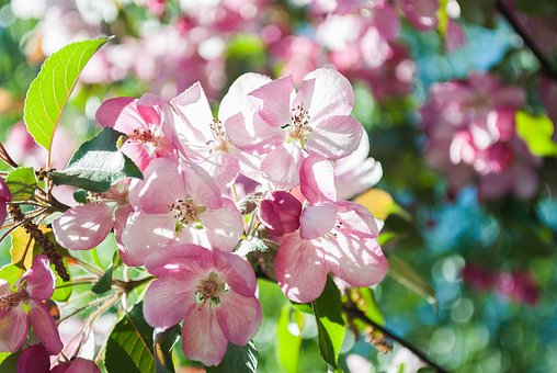 Free Flower Plant photo and picture
