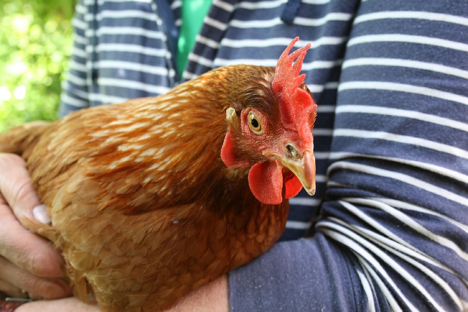 Bird, Volaille, Nature, Poule, Domestique, Poulet