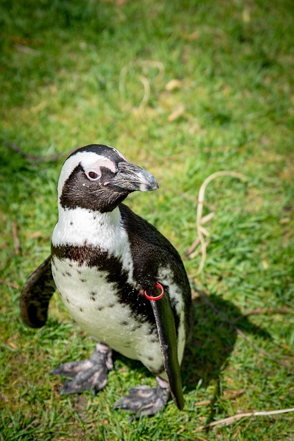 Free Wildlife Bird photo and picture