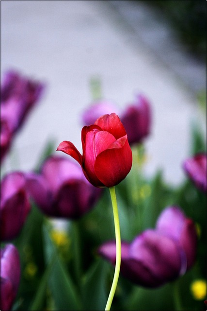 Free Nature Tulip photo and picture