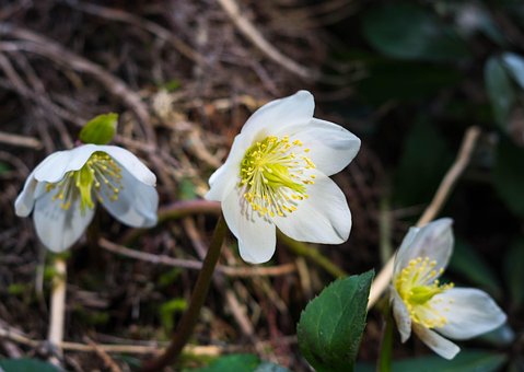 Free Nature Flower photo and picture