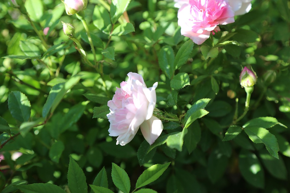 草你小逼