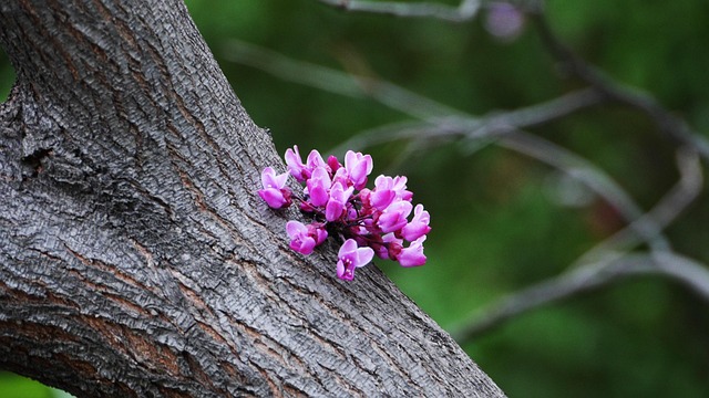 Blomst, Blomst Baggrund, Smukke Blomster