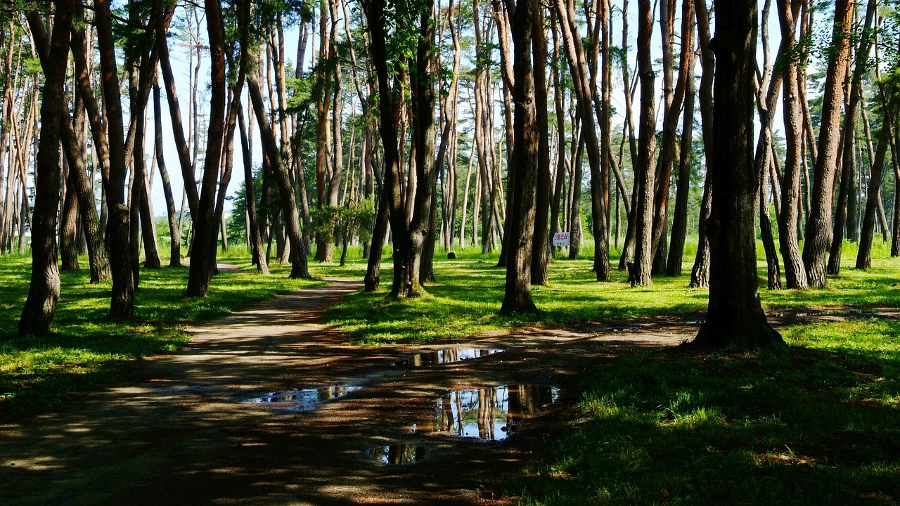 80 000 Free Per Fadnes Nature Nature Images Pixabay