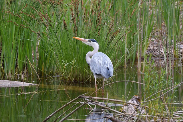 Free Grey Heron Nature photo and picture