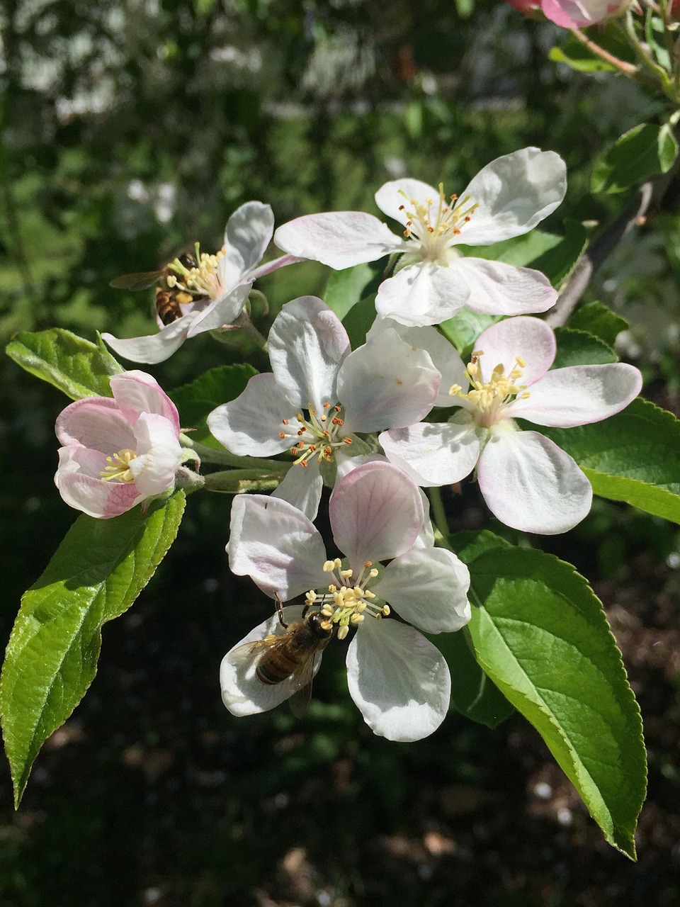 Sitemapcdatahttpmobecellcare1comphoto De Profil Nature Fleurnull