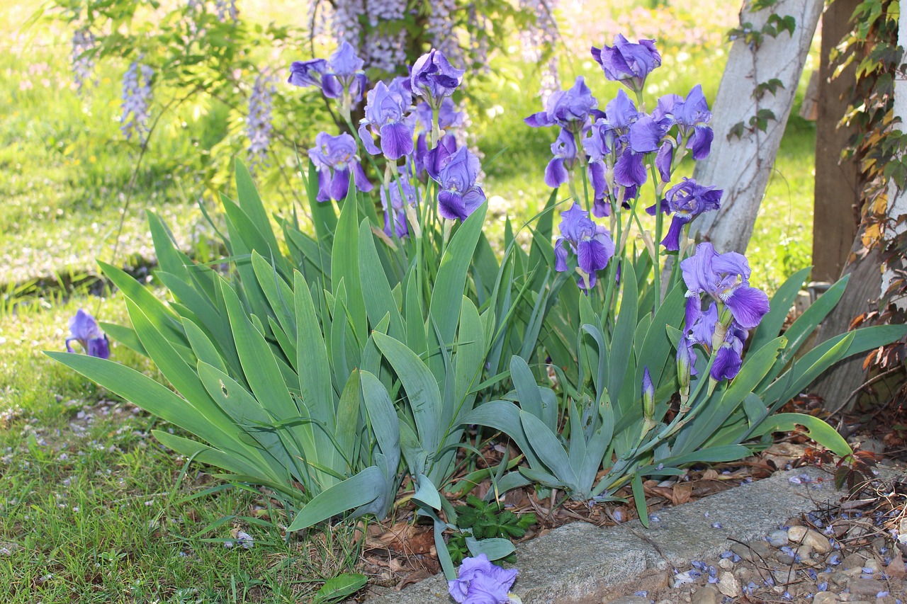 Flower - free online jigsaw puzzle photo