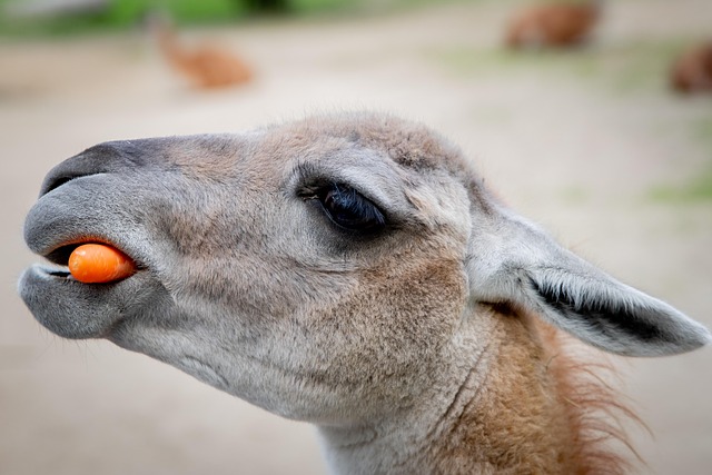 Free Nature Animal photo and picture