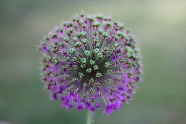 Blume, Flora, Natur, Sommer, Nahaufnahme