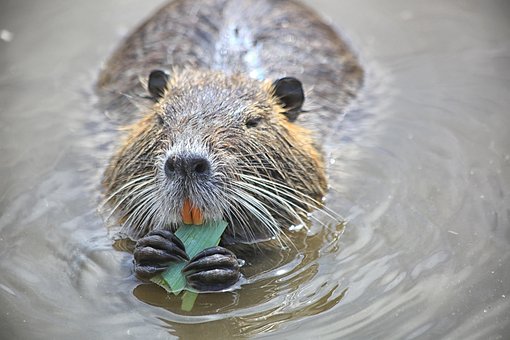 Tier, Süß, Säugetier, Natur, Nutria