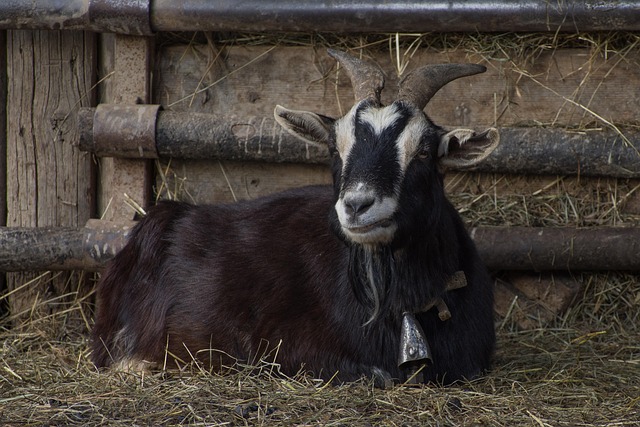 Free Mammalia Farm photo and picture