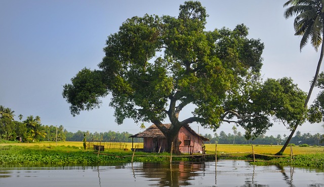 Free Tree Shade photo and picture