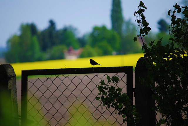 Baum, Zaun, Pflanze, Garten, Natur