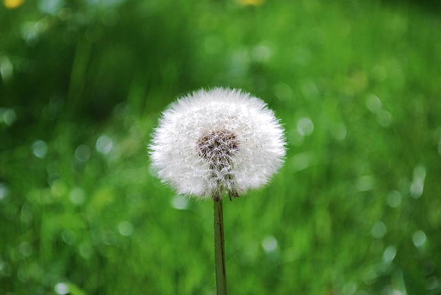 Löwenzahn, Natur, Blumentapete