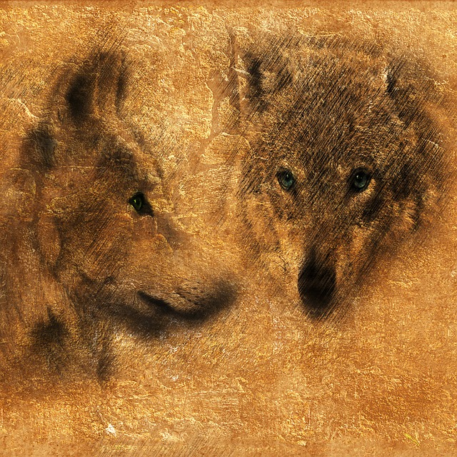 Free wolf carnivores predator illustration