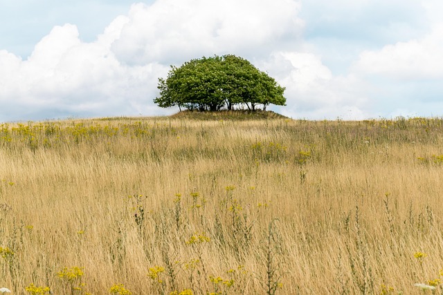 Free Landscape Nature photo and picture