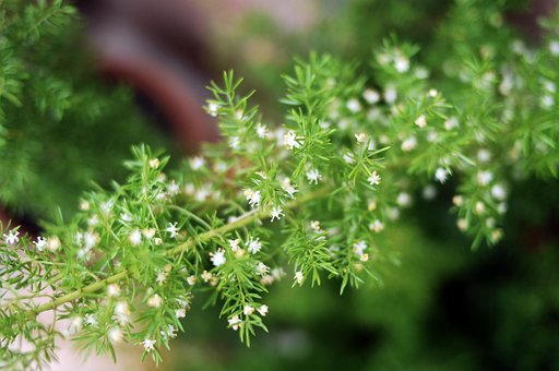 Free Plant Nature photo and picture