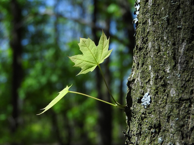 Free Tree Wood photo and picture
