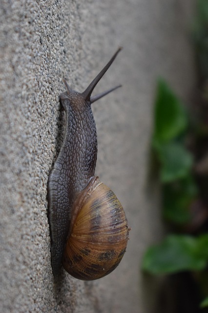 Free Snail Gastropod photo and picture
