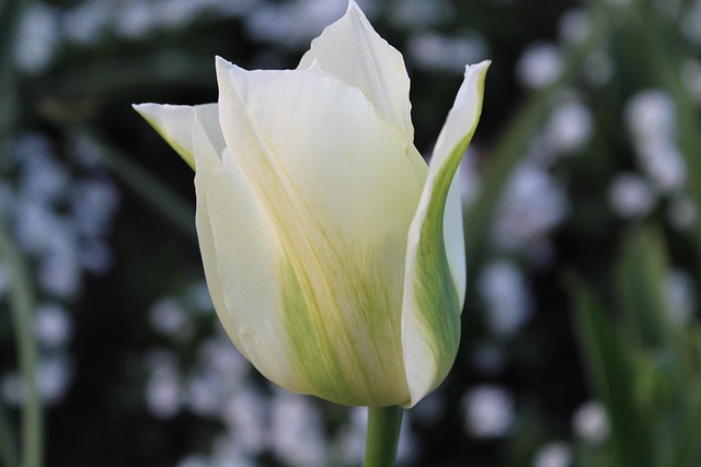 Free Flower Nature photo and picture
