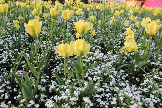 Free Flower Plant photo and picture