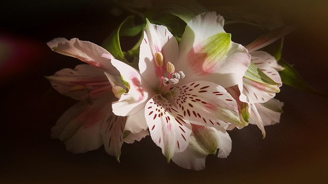 Free Flower Plant photo and picture
