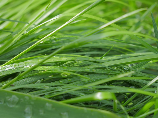 Free Nature Grass photo and picture