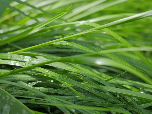 Free Nature Grass photo and picture