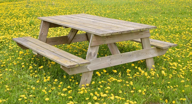 Free Resting Place Dandelion photo and picture