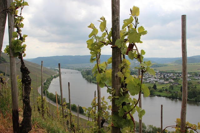 Free Moselle Vineyard photo and picture
