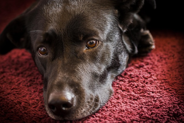 Free Dog Cute photo and picture