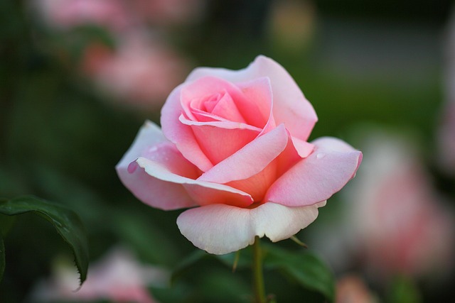 Blume, Rose, Blumen Hintergrund, Rose