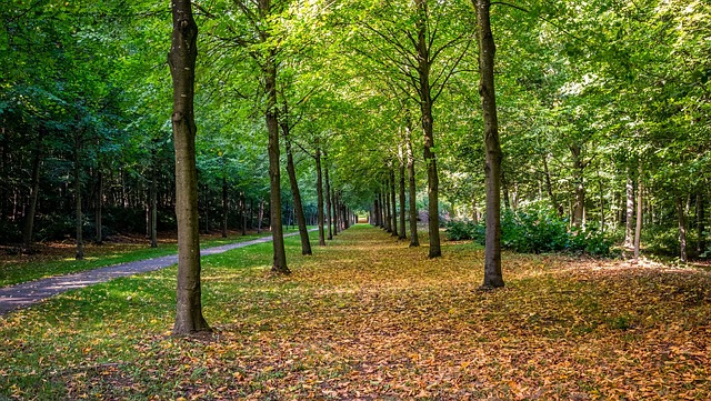 Natuur, Boom, Drankje, Landschap, Blad